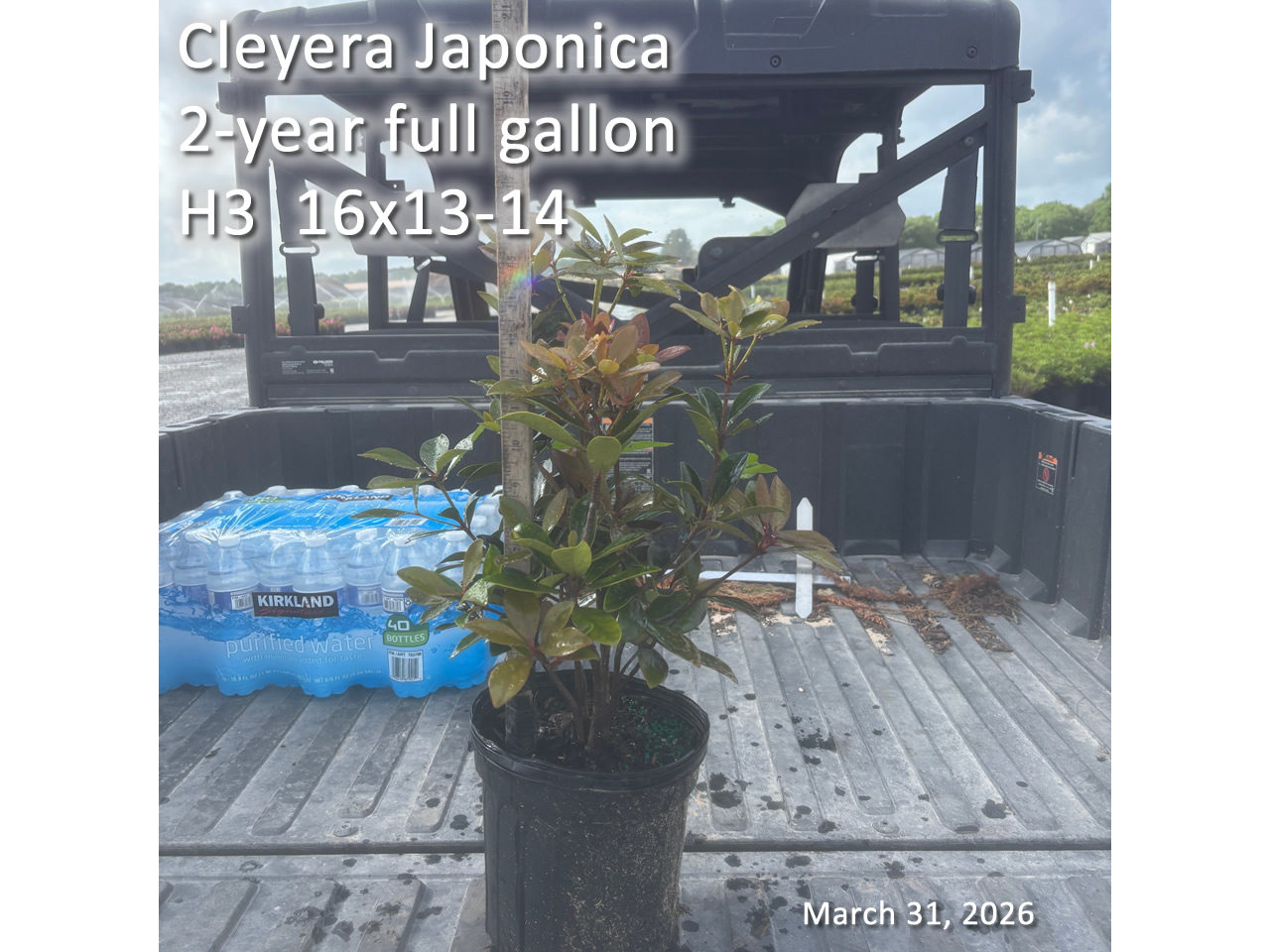 gallery/cley2yf h3 mar31.jpg